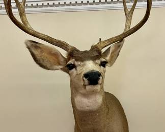 Mule deer shoulder taxidermy mount