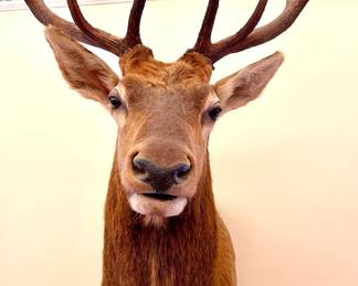 Elk taxidermy mount