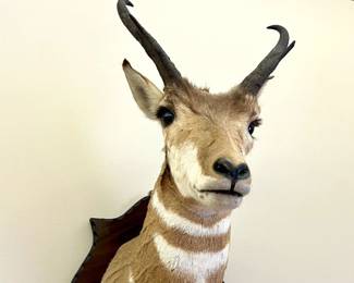 Pronghorn antelope shoulder taxidermy mount