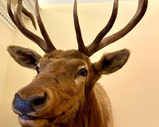 Elk shoulder taxidermy mount