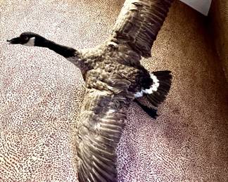 Canadian goose taxidermy