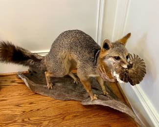 Red fox with fowl taxidermy mount 