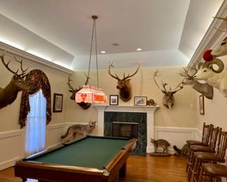 View of room with taxidermy collection (bobcat is not for sale)