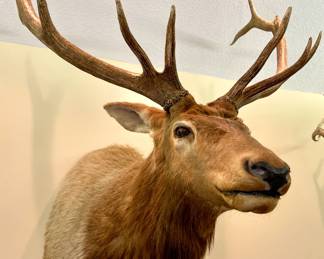Elk shoulder taxidermy mount