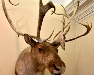 Caribou shoulder taxidermy mount