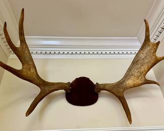 Moose antlers