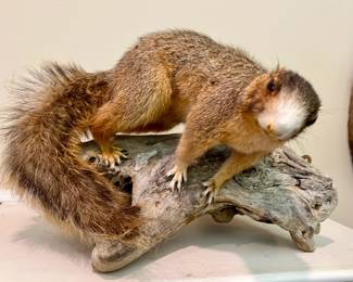 Fox squirrel taxidermy mount