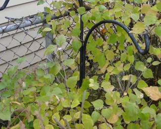 Medium size Shepard's hook