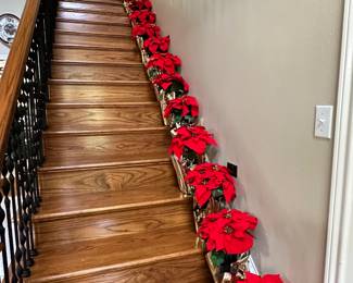 Poinsettias
