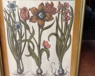 Old botanical lithograph on cloth Tulipa serotina polyanthos