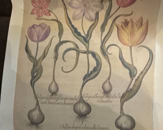 Antique Hand Colored Copper Engraving Tulip Basilius Besler Botanical