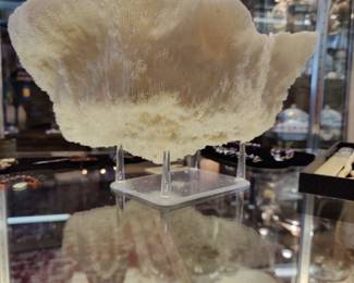 Natural coral bowl speciman