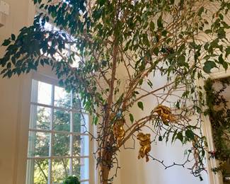 LIVE TREE IN LARGE PLANTER