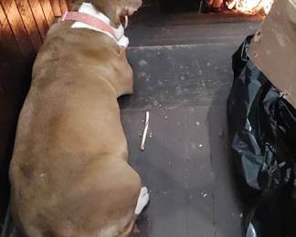 Precious hanging out upstairs while we go through third floor items