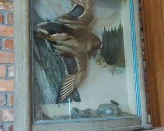 Awesome shadow box mallard duck framed