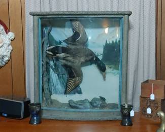 Fantastic taxidermy huge mallard duck and shadow box very unique extremely heavy