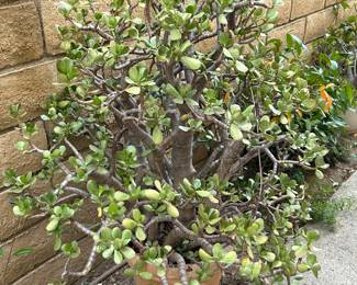 Plants, pots, patio furniture and yard art. 