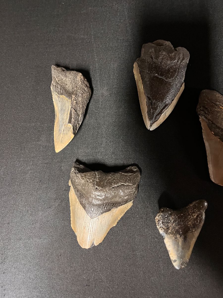 Megladon Teeth