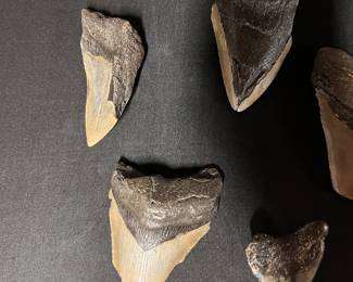 Megladon Teeth