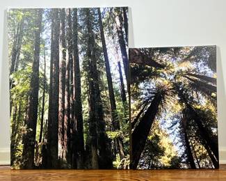 (2pc) PAIR FORREST PICTURES | Pair of high-resolution photographs of a forest printed on canvas - w. 24 x l. 32 in (larger)
