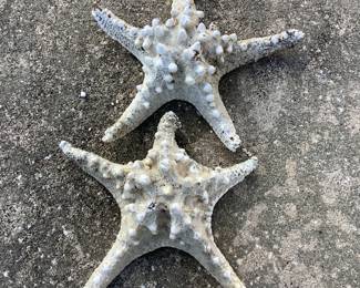 Starfish-real 