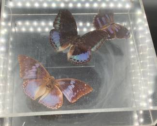 Real Butterflies in acrylic, signed