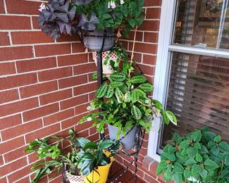 Live plants ready for your home