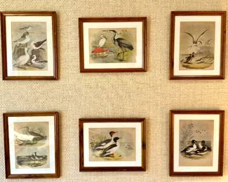 $250/each.  Framed bird prints.  (7) vertical 13” x 16.5”.    (3) horizontal 16.5” x 13”