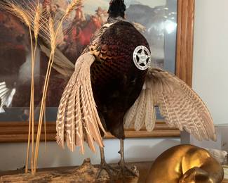 Taxidermy Pheasant
