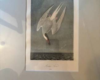 "Arctic Turn"  Print