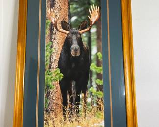 Framed Moose Print featuring a majestic moose in a natural setting Framed Artwork