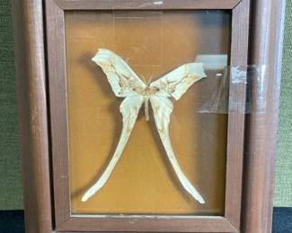 Framed Saturn Moth