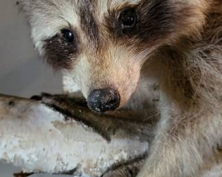 Taxidermy Raccoon 