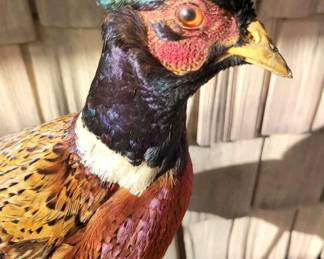 Taxidermy Pheasant 