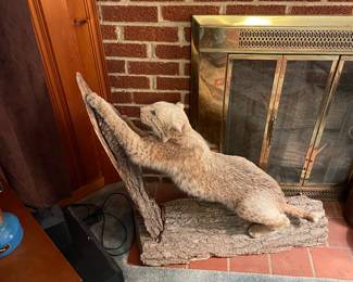 Clyde the Bobcat