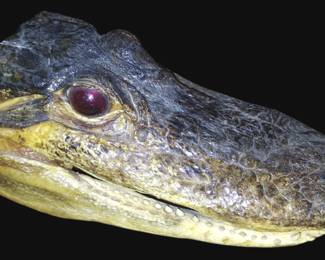 Alligator Head