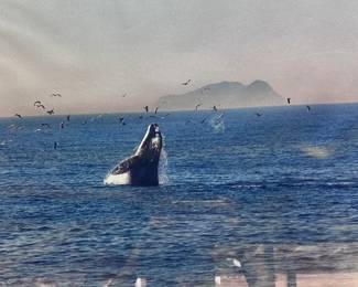 Marine life framed photography
