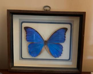 Framed butterfly specimen (we have another as well).