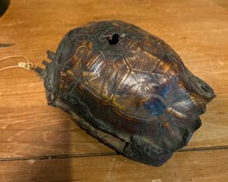 Tortoise shell
