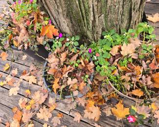 Potted Plants, impatient??