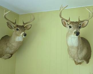 Two beautiful 8 Point shoulder mount bucks