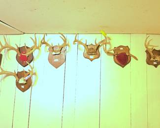 Hunting trophies, each labeled with the location.