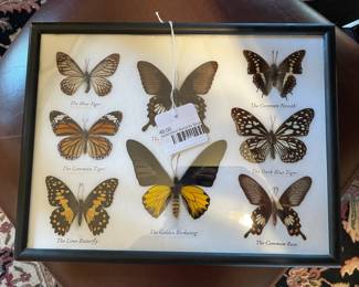Taxidermied Butterfly Display Large