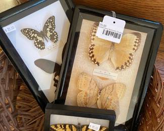 Taxidermied Butterfly Display Small