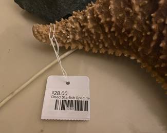 Dried Starfish Specimen