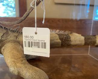 Taxidermied Iguana