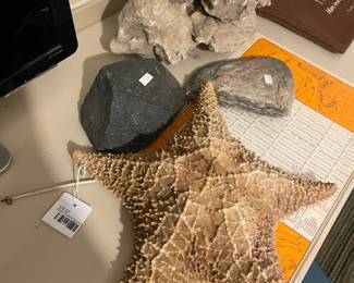 Dried Starfish Specimen