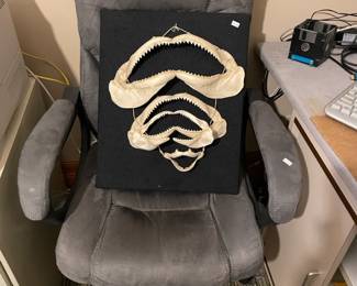 Shark Jaw Display, office chair