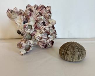 Barnacle cluster and sea urchin