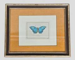 Vintage LE P Polydamas "JULIET" Butterfly Farmed Print
